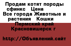 Продам котят породы сфинкс › Цена ­ 4 000 - Все города Животные и растения » Кошки   . Пермский край,Красновишерск г.